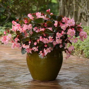 Begonia Megawatt™ 'Pink Bronze Leaf'