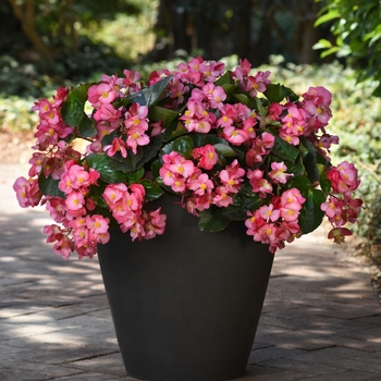 Begonia Megawatt™ 'Pink Green Leaf'