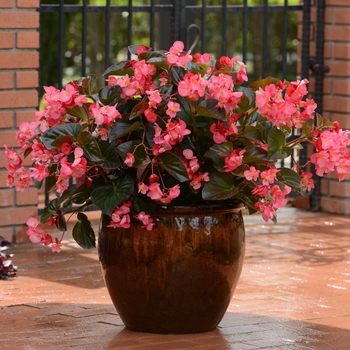 Begonia Megawatt™ 'Rose Bronze Leaf Improved'