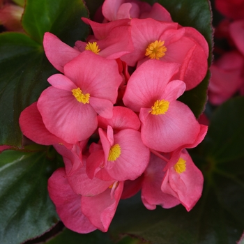 Begonia 'Rose Green Leaf' 