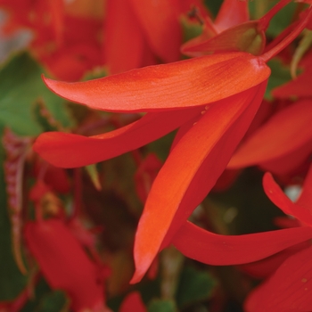 Begonia 'Devotion' Yadev PP21852