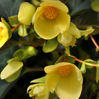 Begonia Million Kisses® 'Honeymoon'