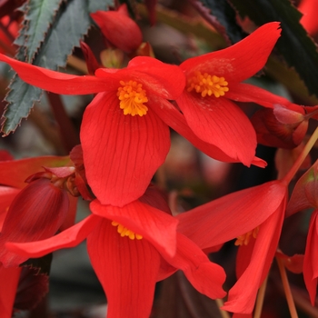 Begonia boliviensis 'Dark Red' 