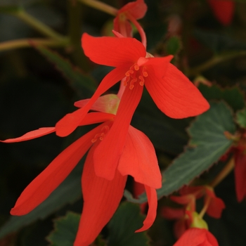 Begonia boliviensis Mistral® 'Orange'