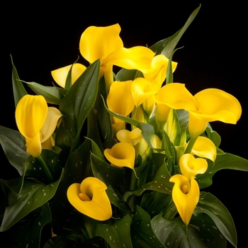 Zantedeschia sprengeri 'Sun Club®' 