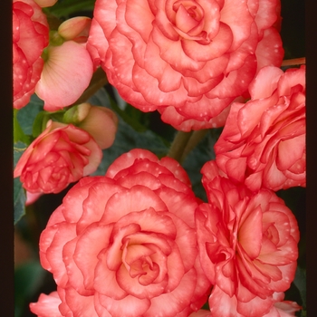 Begonia x tuberhybrida 'Fandango' 