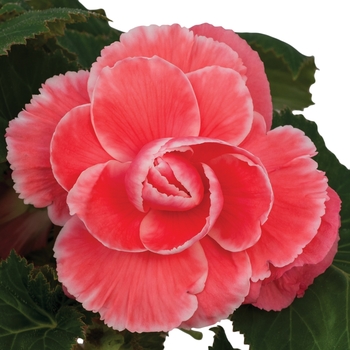 Begonia x tuberhybrida 'Melon Lace' 