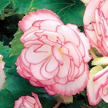 Begonia x tuberhybrida 'Pink Halo' 