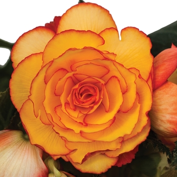 Begonia x tuberhybrida On Top® 'Sun Glow'