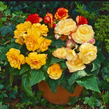 Begonia x tuberhybrida On Top® 'Sunset Shades' (134235)