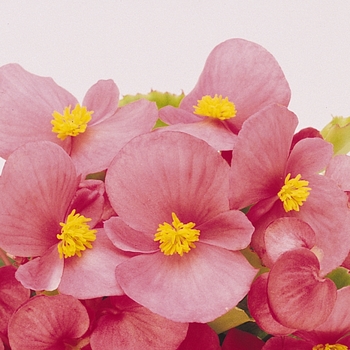 Begonia semperflorens 'Pink' 