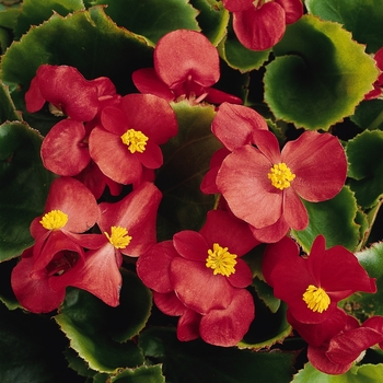 Begonia semperflorens 'Scarlet' 