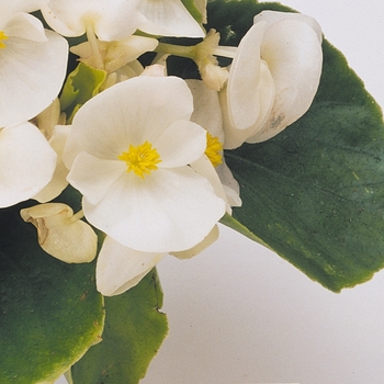 Begonia semperflorens 'White' 
