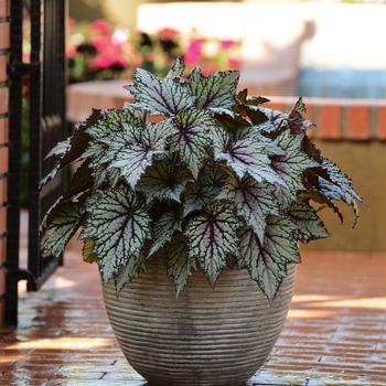 Begonia rex-cultorum 'Green Streak' 