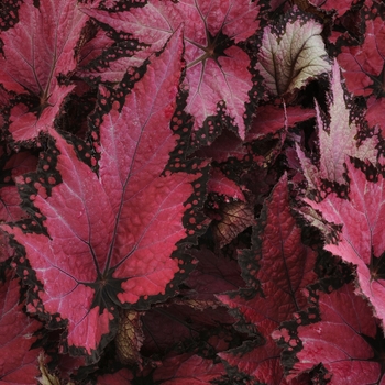Begonia rex-cultorum 'Pink Shades' 