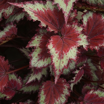 Begonia rex-cultorum Jurassic™ 'Red Splash'