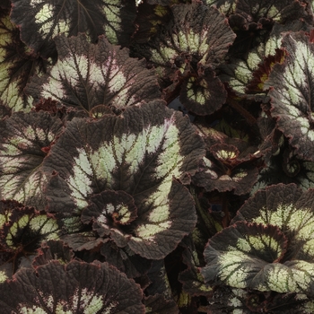 Begonia rex-cultorum 'Silver Swirl' 