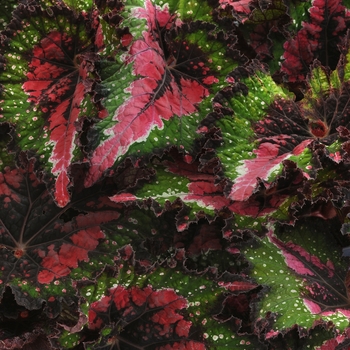 Begonia rex-cultorum Jurassic™ 'Watermelon'