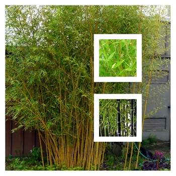 Phyllostachys aureosulcata