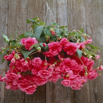 Begonia x tuberhybrida 'Pink' 