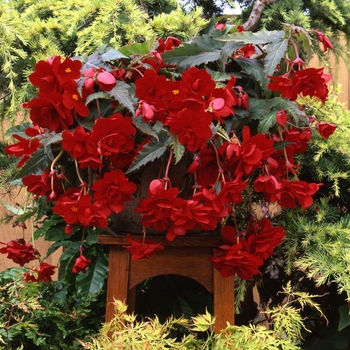 Begonia x tuberhybrida 'Red' 