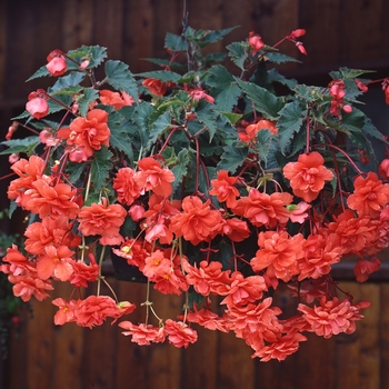 Begonia x tuberhybrida Sun Dancer™ 'Salmon'