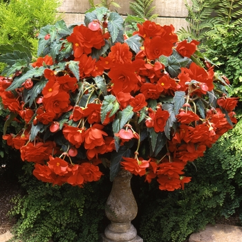 Begonia x tuberhybrida Sun Dancer™ 'Scarlet Orange'