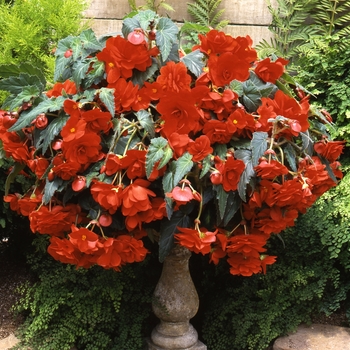 Begonia x tuberhybrida 'Scarlet Orange' 