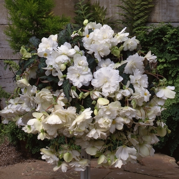 Begonia x tuberhybrida Sun Dancer™ 'White Pink Picotee'