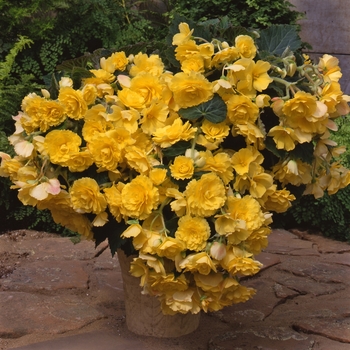 Begonia x tuberhybrida Sun Dancer™ 'Yellow'