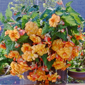 Begonia x tuberhybrida Sun Dancer™ 'Yellow Red Picotee'