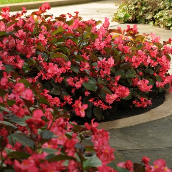 Begonia x benariensis Whopper® Rose with Bronze Leaf