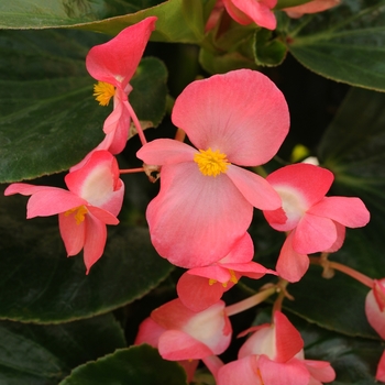 Begonia x benariensis Whopper® 'Rose with Green Leaf'