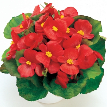 Begonia semperflorens Ambassador 'Coral'