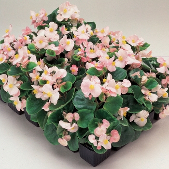 Begonia semperflorens 'Soft Pink' 