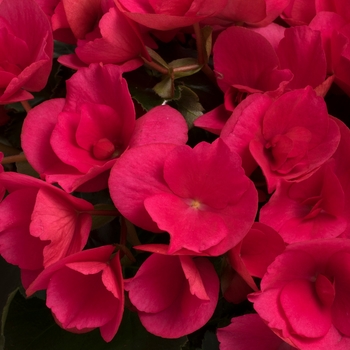 Begonia Betulia 'Bright Pink'