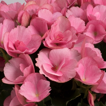 Begonia 'Pink Candy' 