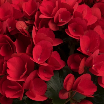 Begonia Betulia 'Red'