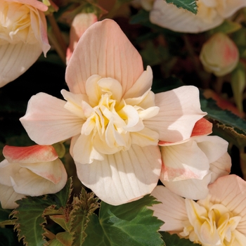 Begonia boliviensis Bon Bon 'Cream'