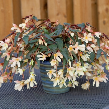 Begonia boliviensis 'Ivory' 