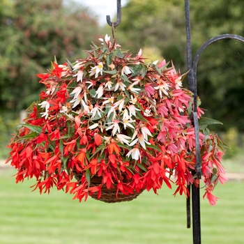 Begonia boliviensis Bossa Nova® 'Mix'