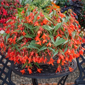 Begonia boliviensis Bossa Nova® 'Orange'