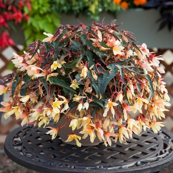 Begonia boliviensis Bossa Nova® 'Yellow'