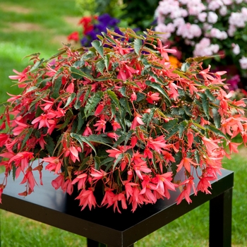 Begonia boliviensis 'Pink Glow' 