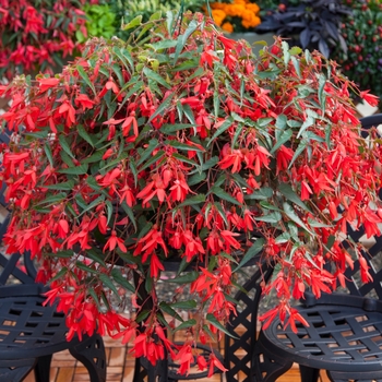 Begonia boliviensis 'Red' 