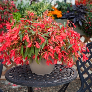 Begonia boliviensis