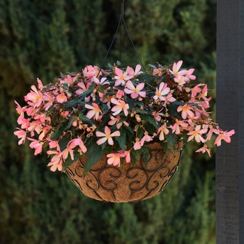 Begonia boliviensis 'Cute Kiss Pink' 