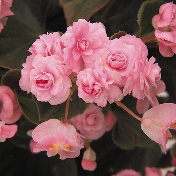 Begonia semperflorens Doublet 'Pink'