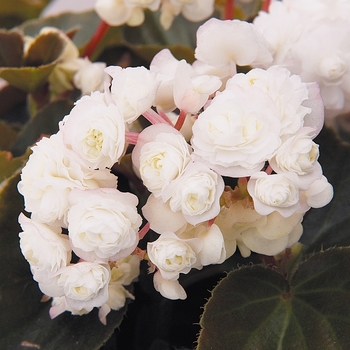 Begonia semperflorens Doublet 'White'