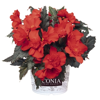 Begonia boliviensis I'Conia 'Unbelievable Red'